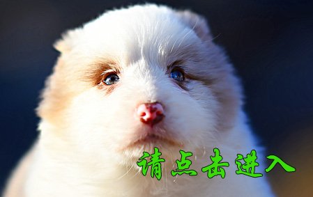 格格 公D9