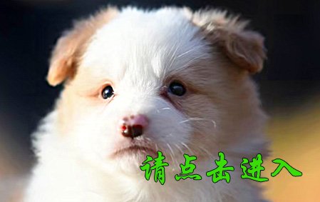 安琪