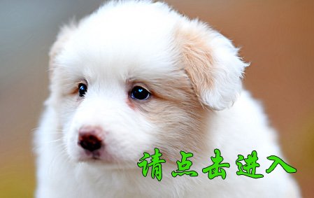安琪