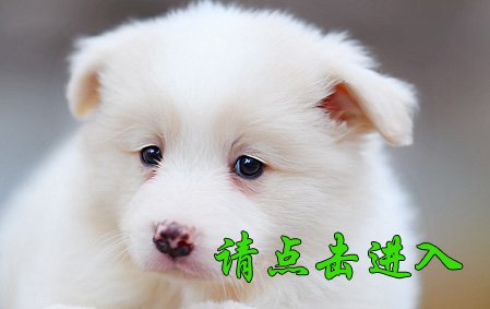 叮当 公G3