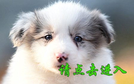 叮当 公G6