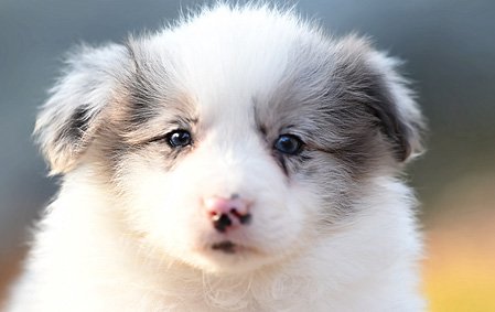 叮当 公G6