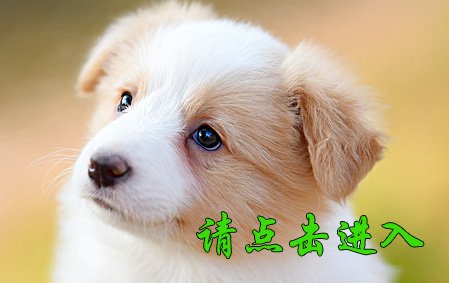 叮当 母G1