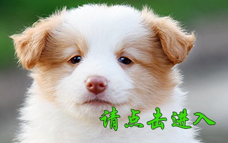 布丁 母E2