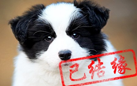 感谢武汉杨先生已结缘 墨墨