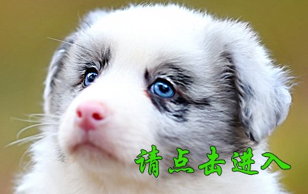 叮当 公G1