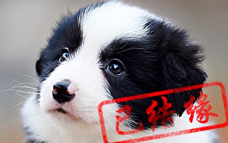 感谢西安张先生已结缘 珞珞 公G2
