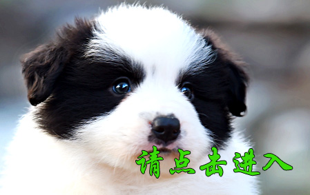 小舒格 公E1