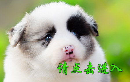 小舒格 母E3