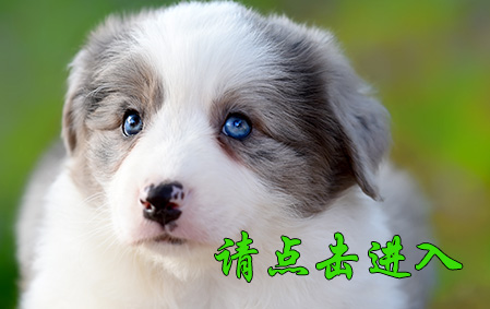 小舒格 母E5