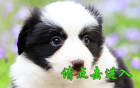 小舒格 母E6