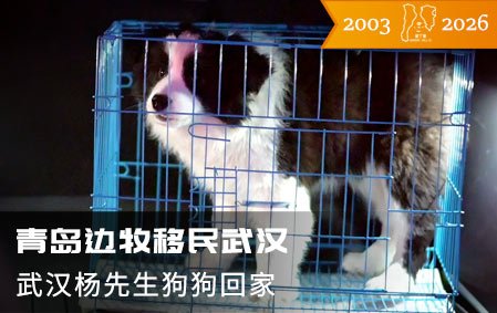 青岛边牧移民武汉落户（武汉杨先生）2026-3-7
