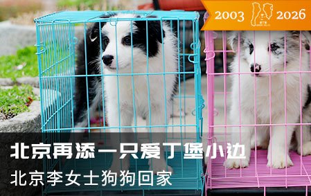 北京再添一只爱丁堡小边（北京李女士）2026-4-1