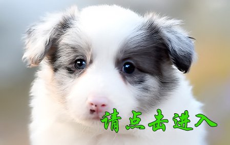叮叮 公C3