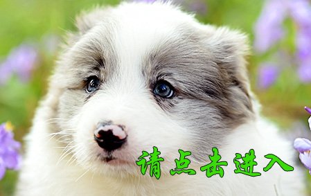 叮叮 公C2