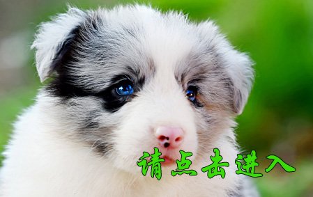 叮叮 公C1