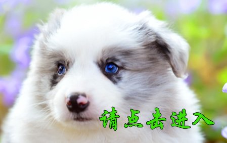 叮叮 公C5