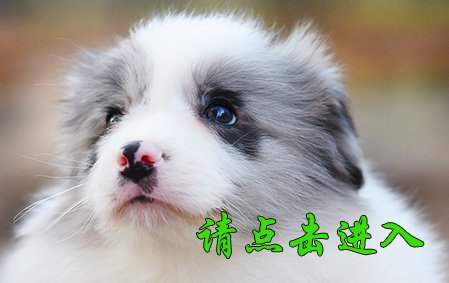 叮叮 公C6