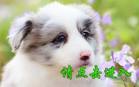 叮叮 母C1