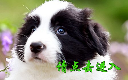 叮叮 公C7