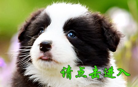 叮叮 母C2