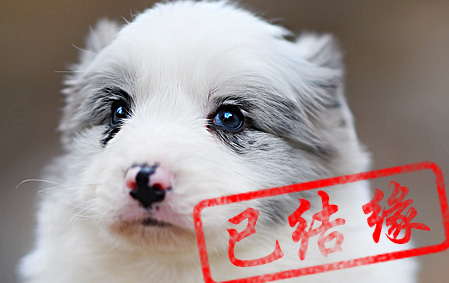 感谢江西舒先生已结缘 史迪仔