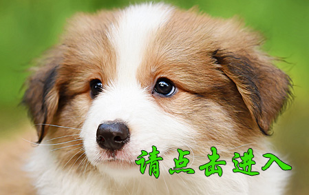 麦考 公D1