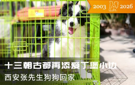 西安张先生狗狗到家啦 2026-4-19
