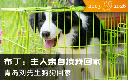 布丁：主人亲自接我回家（青岛刘先生2026-6-25）