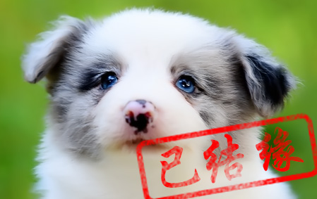 感谢深圳Joannie女士已结缘 蓝山