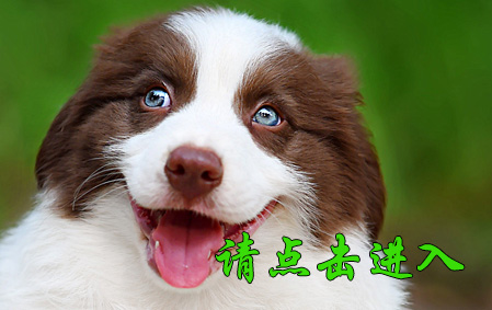 布鲁 公G3