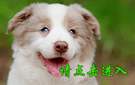 布鲁 母G2