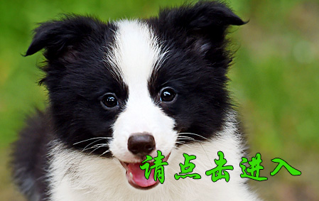 麦考 母D1