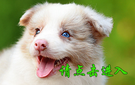 Biubiu 公A2