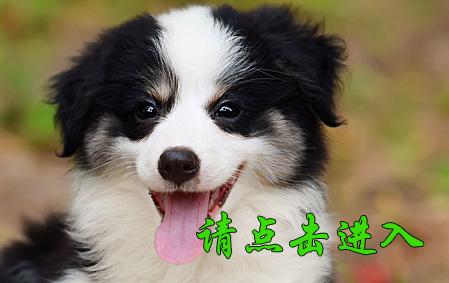 麦考 母D2