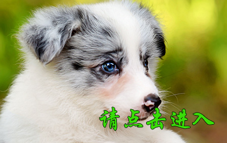 Biubiu 公A3