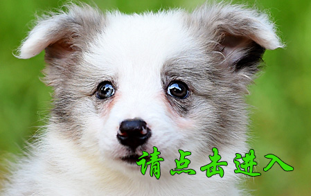 Biubiu 母A1