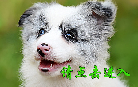 Biubiu 母A2