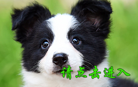 布鲁 母G1