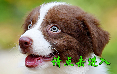 布鲁 公G2