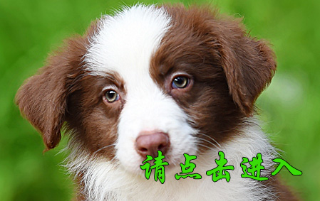 布鲁 公G1