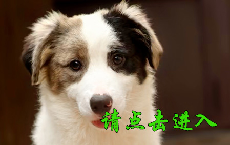 小舒格 母E2