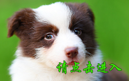 桑尼 公D2
