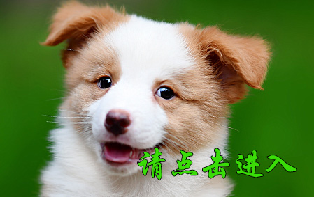 桑尼 公D1