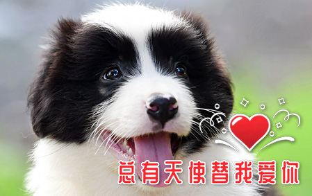 恭喜西安朱先生已结缘 囡囡 公E2