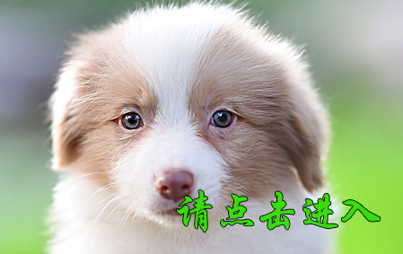 珂珂 公A2