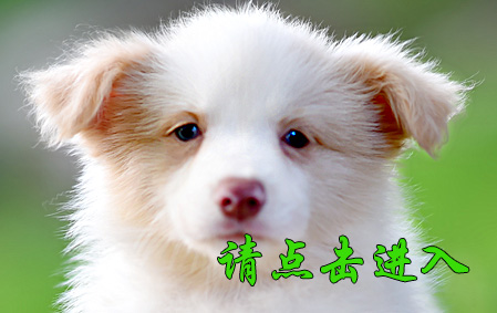 珂珂 公A1