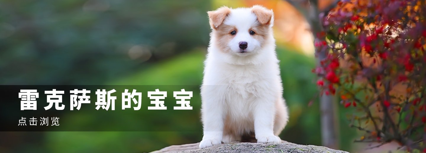 雷克萨斯的宝宝