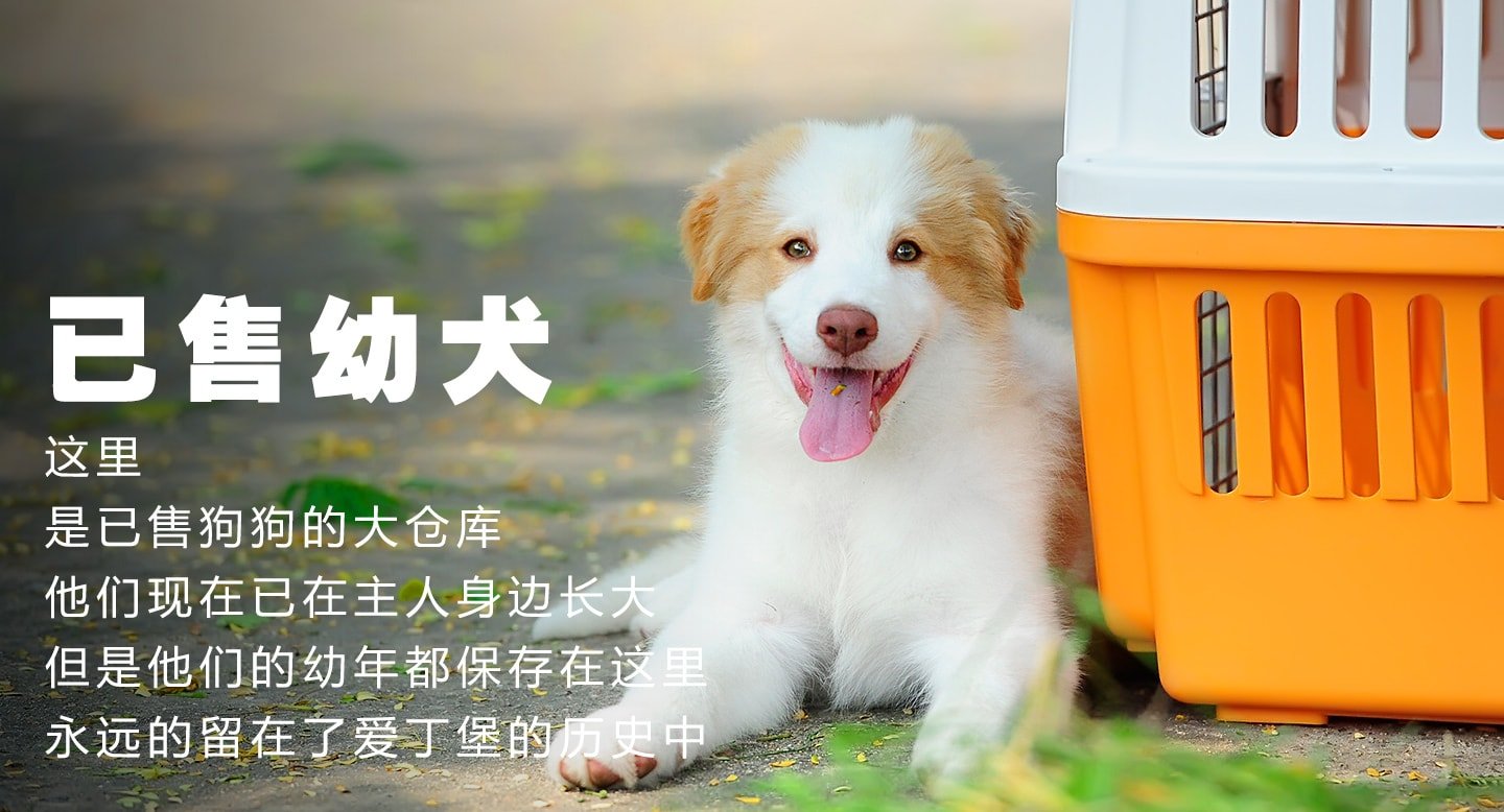 已售幼犬