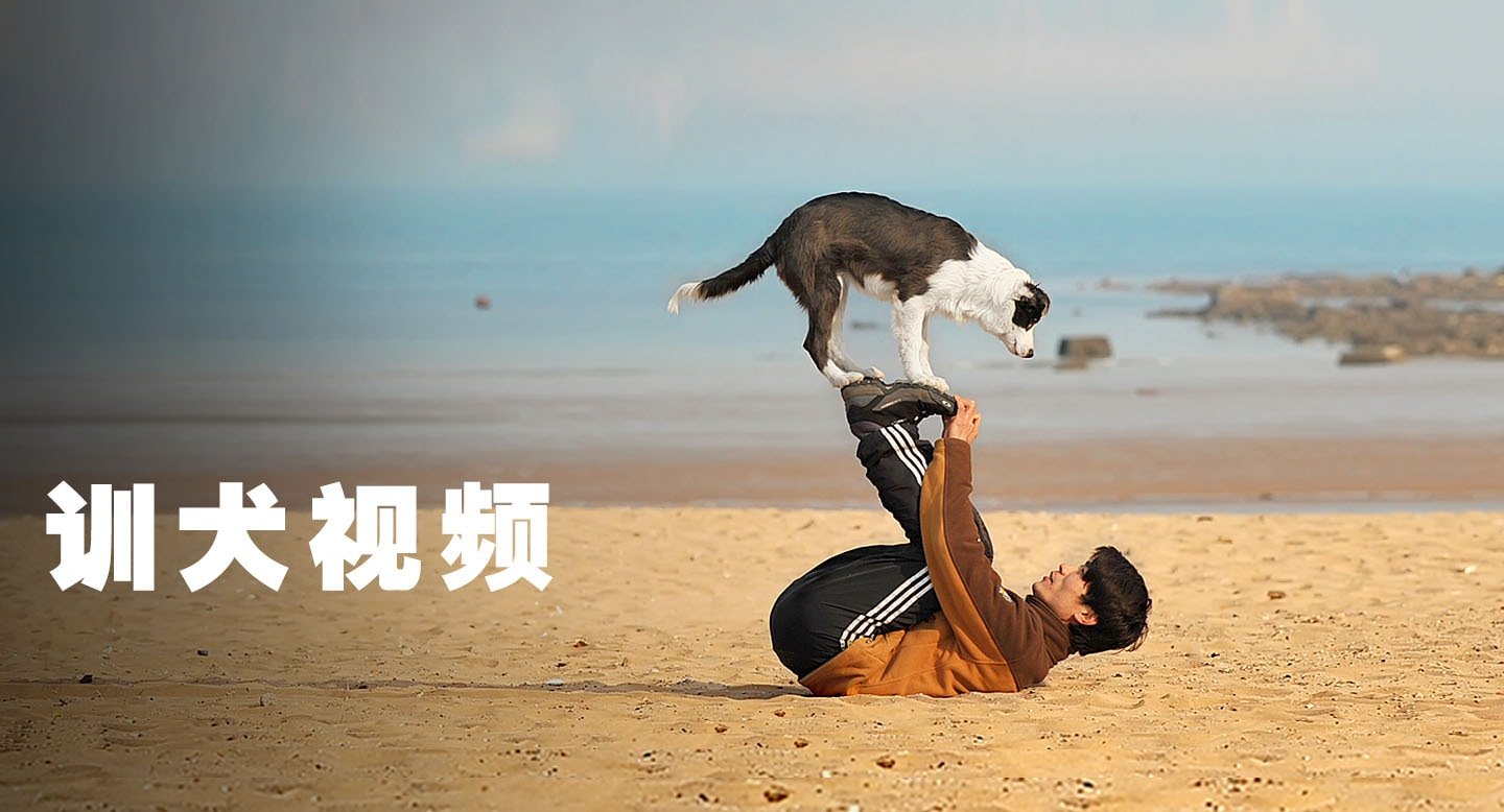 训犬视频